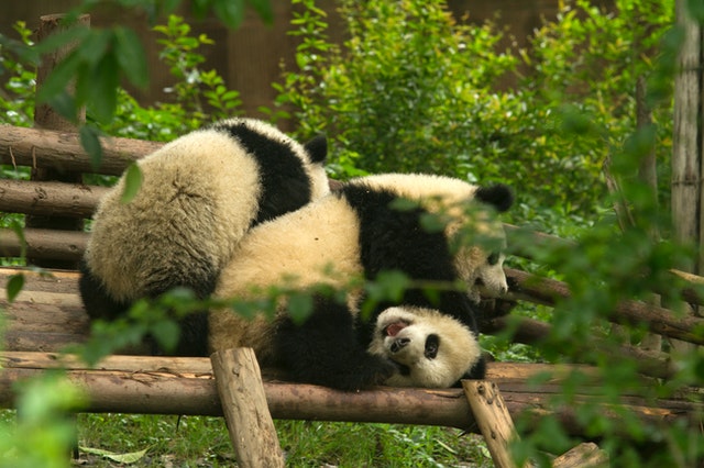 The Majestic Pandas: All You Need To Know